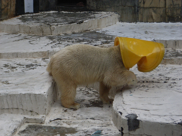 シロクマ48日本平動物園ロッシー2009｜ホッキョクグマと三角コーン